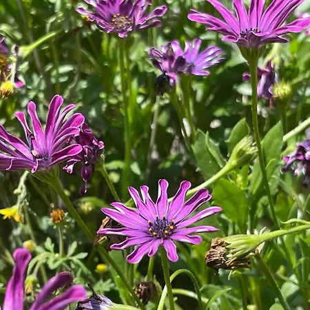 Vakantiehuis Casa Albina *